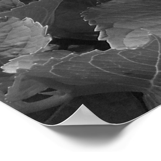 Poster Hydrangées noires et blanches (Coin)