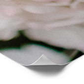 POSTER HYDRANGES BLANCS EN BLOOM (Coin)