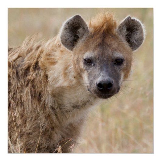 Poster Hyena (Devant)