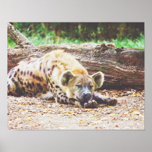 Poster Hyéna dormant, Photographie de la faune