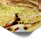 Poster Hyena Kenya Masai Mara (Coin)