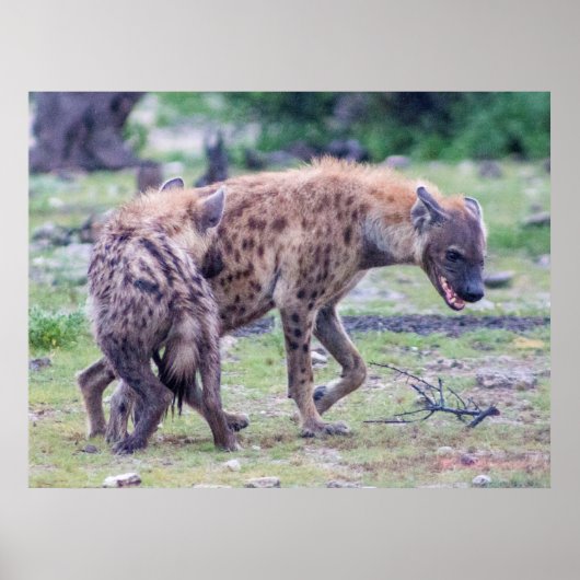 Poster Hyena Wildlife of Africa (Devant)