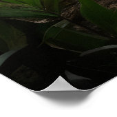 Poster hyène tachetée par cascade forestière (Coin)