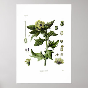 Poster Hyoscyamus niger (Henbane noir)