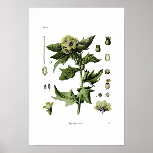Poster Hyoscyamus niger (Henbane noir) (Devant)