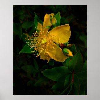 Poster Hypernium-Fleurs de l'esprit