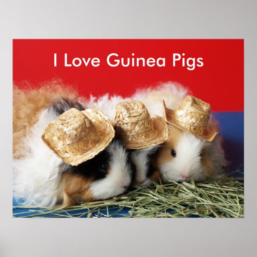 Poster I Love Guinea Pigs (Devant)