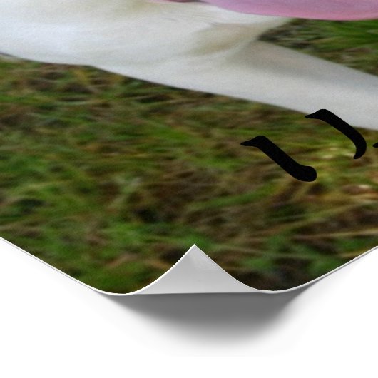 Poster I Love Pitbulls (Coin)