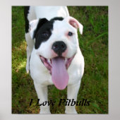 Poster I Love Pitbulls (Devant)