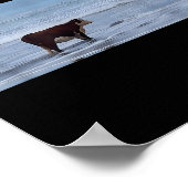 Poster I May Be Stud Cow Meme I May Be Stud Funny (Coin)