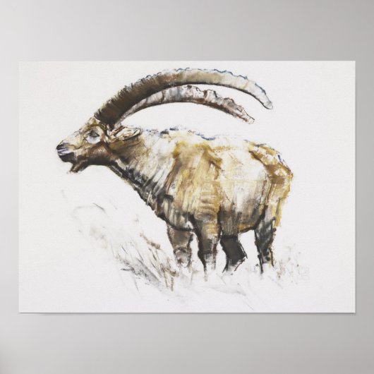 Poster Ibex Noasca (Devant)