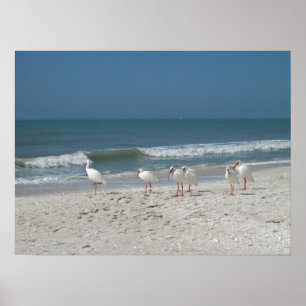 Poster Ibis Beach