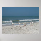 Poster Ibis Beach (Devant)