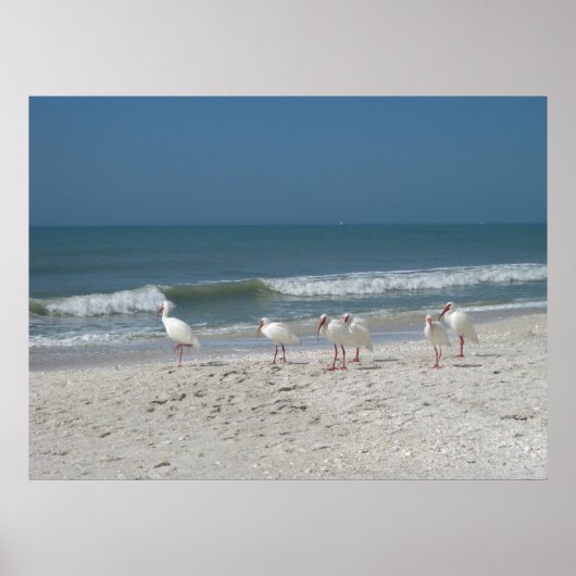 Poster Ibis Beach (Devant)