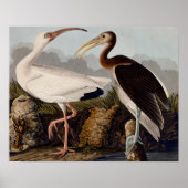 Poster Ibis blanc d'Audubon (Devant)