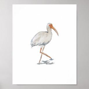 Poster Ibis Blanc Florida Bird Nature Peinture