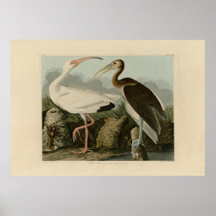 Poster Ibis blanc - Les oiseaux d'Amérique de John James 