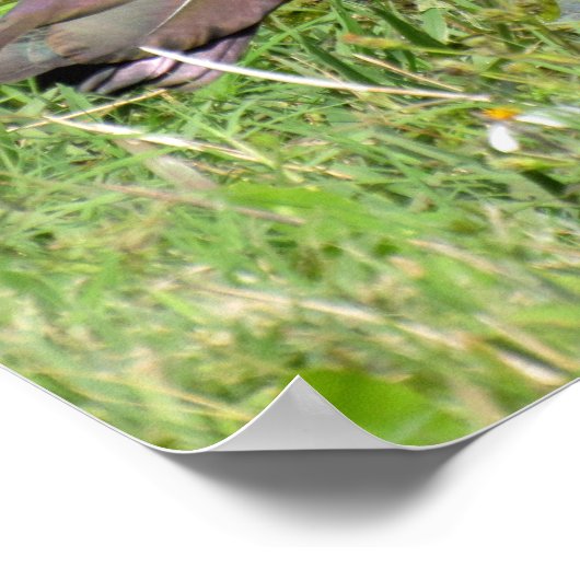 Poster Ibis brillant (Coin)