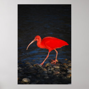 Poster Ibis rouge
