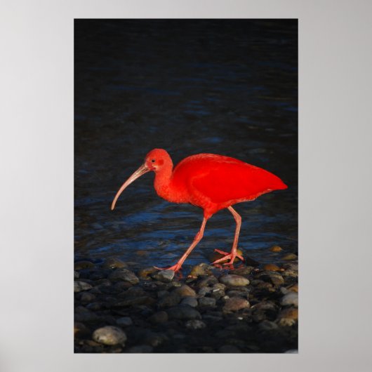 Poster Ibis rouge (Devant)
