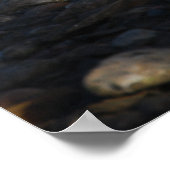 Poster Ibis rouge (Coin)