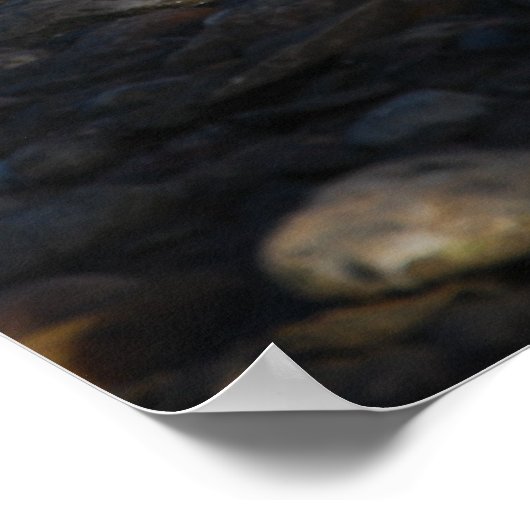 Poster Ibis rouge (Coin)