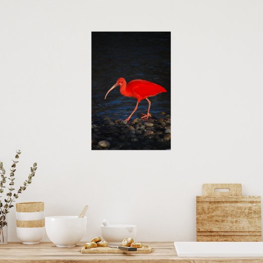 Poster Ibis rouge (Cuisine)