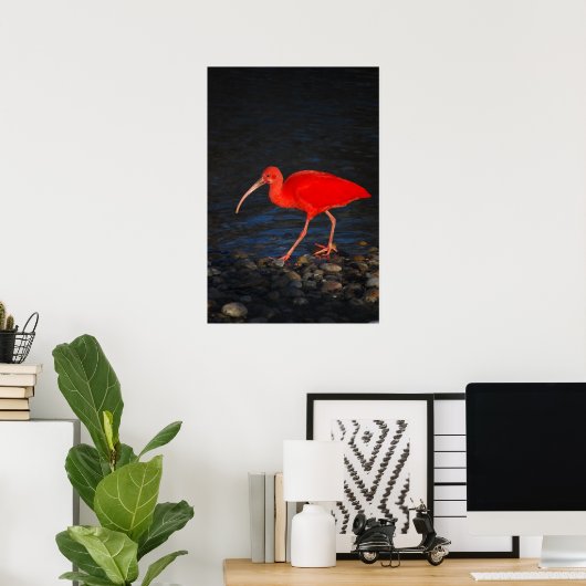 Poster Ibis rouge (Bureau à domicile)