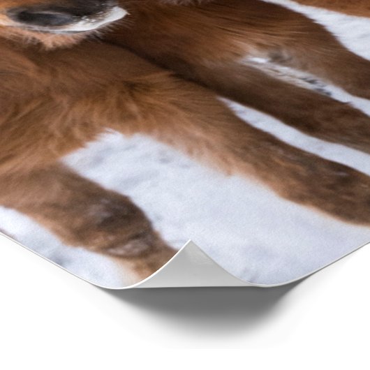 Poster Icelandic Horses nuzzle (Coin)