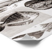 Poster Ichthyologie - Elasmobranche, Ganoïde (Coin)