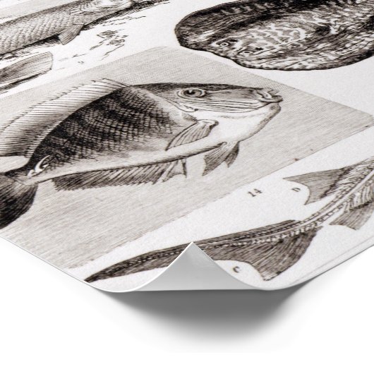 Poster Ichthyologie - Elasmobranche, Ganoïde (Coin)