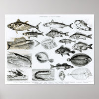 Ichthyologie Poissons osseux