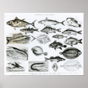 Poster Ichthyologie Poissons osseux