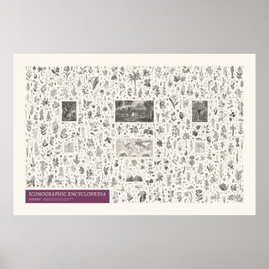 Poster Iconographie - Botanique (Devant)