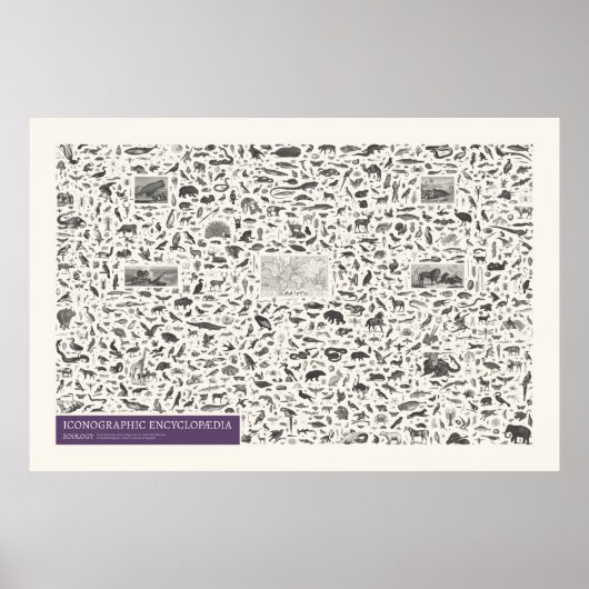 Poster Iconographie - Zoologie Chiffres (Devant)