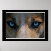 Poster Icy Blue Canine Eyes (Devant)