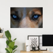 Poster Icy Blue Canine Eyes (Bureau à domicile)