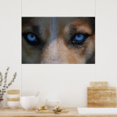 Poster Icy Blue Canine Eyes (Cuisine)