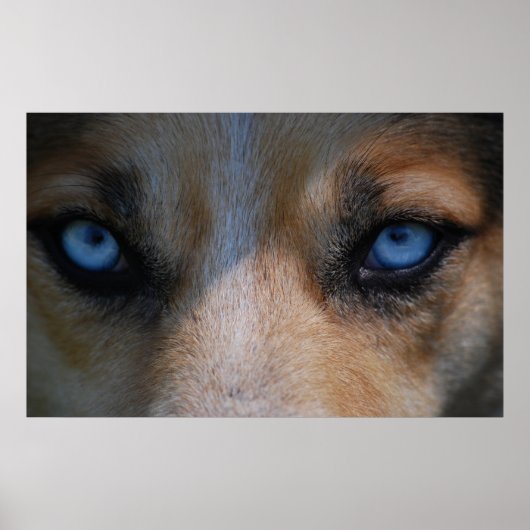 Poster Icy Blue Canine Eyes (Devant)