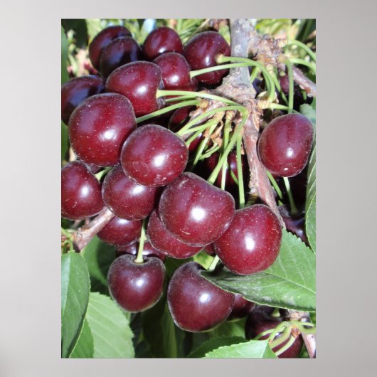 Poster Idaho Bing Cerises (Devant)