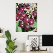 Poster Idaho Bing Cerises (Bureau à domicile)