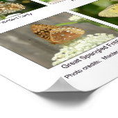 Poster Identification des papillons (Coin)