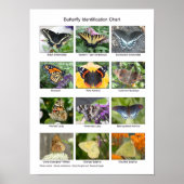 Poster Identification des papillons (Devant)