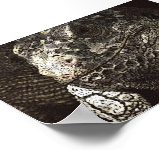 Poster Iguana (Coin)