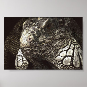 Poster Iguana