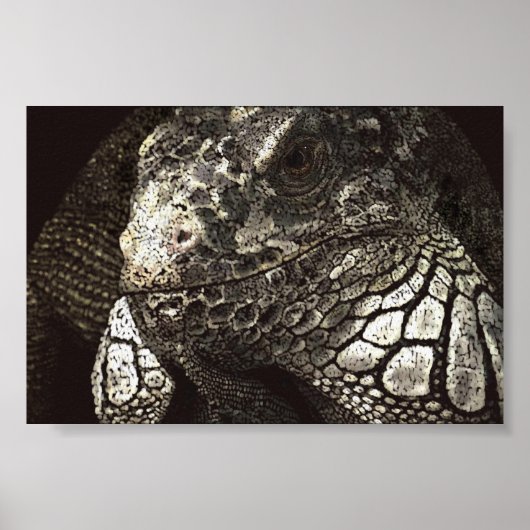 Poster Iguana (Devant)