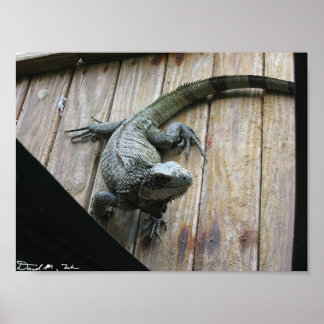 Poster Iguana affamé (nettoyage)