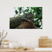 Poster Iguana dans un arbre (Cuisine)