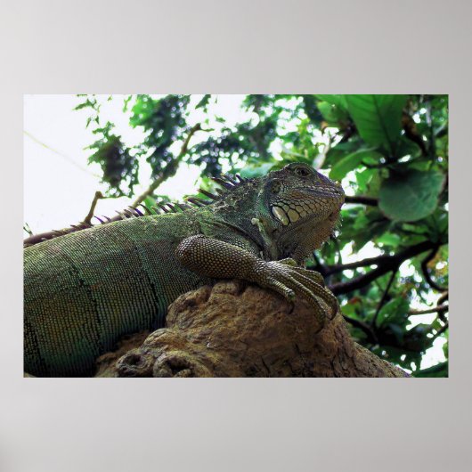 Poster Iguana dans un arbre (Devant)