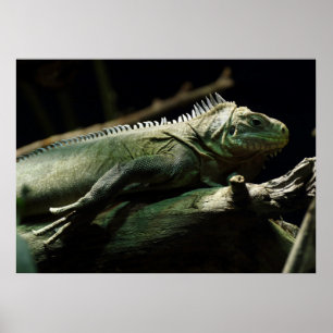 Poster Iguana délicatissima
